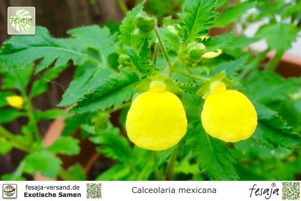 Calceolaria mexicana