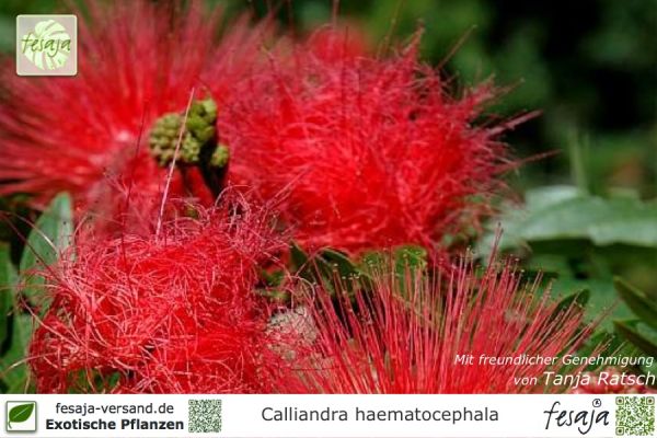 Calliandra haematocephala Pflanzen