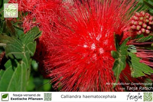 Calliandra haematocephala Pflanzen