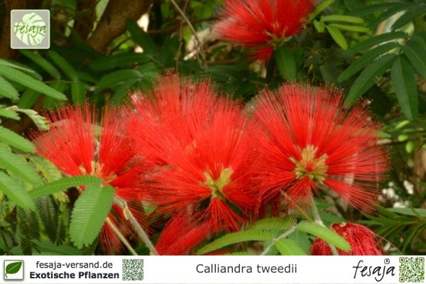 Calliandra tweedii Pflanzen