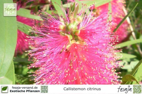 Callistemon citrinus 'Mauve Mist' Pflanzen
