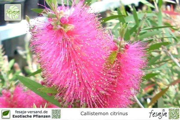 Callistemon citrinus 'Mauve Mist' Pflanzen