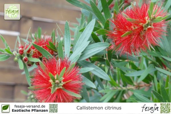 Callistemon citrinus Pflanzen