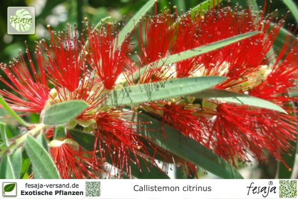 Callistemon citrinus Pflanzen