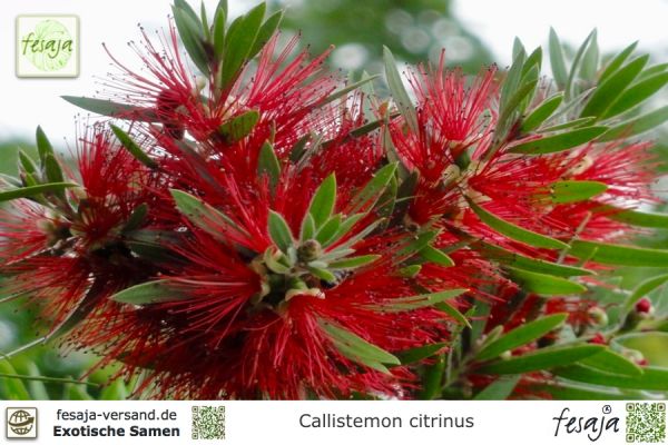 Callistemon citrinus