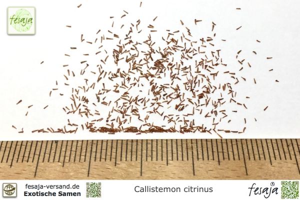 Callistemon citrinus Samen