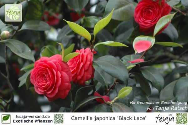 Camellia japonica Black Lace Pflanzen