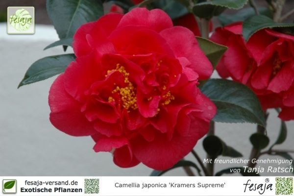 Camellia japonica Kramers Supreme Pflanzen