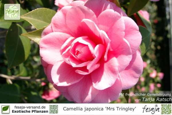 Camellia japonica Mrs Tingley Pflanze