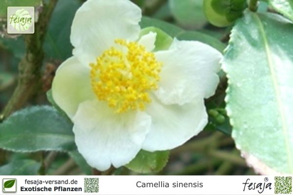 Camellia sinensis Pflanzen
