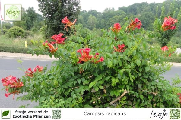Campsis radicans Pflanzen