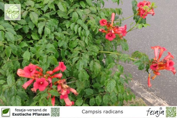 Campsis radicans Pflanzen