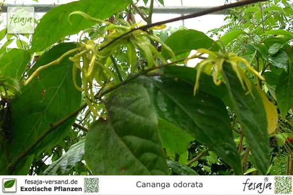 Cananga odorata Pflanzen