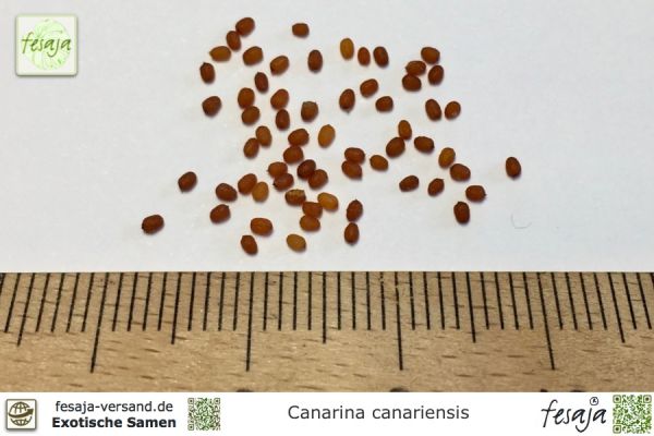 Canarina canariensis Samen