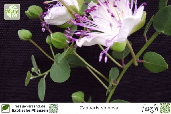 Capparis spinosa Pflanzen
