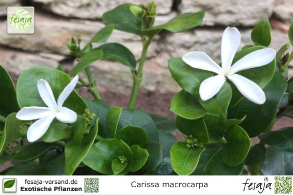 Carissa macrocarpa Pflanzen