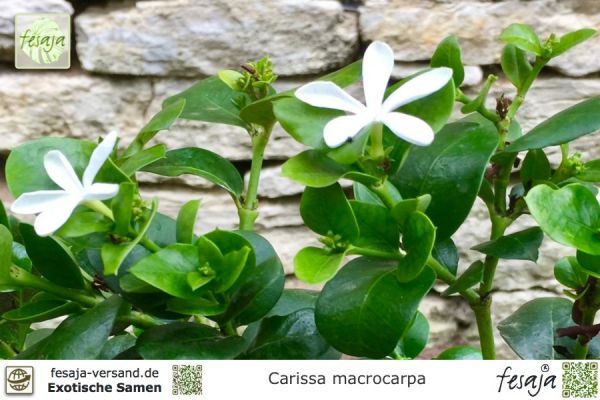 Carissa macrocarpa