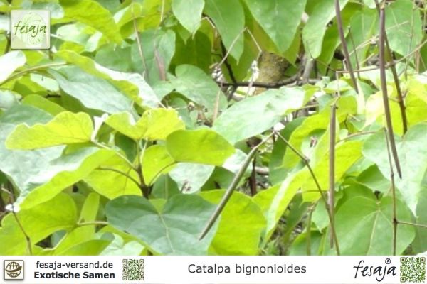 Catalpa bignonioides