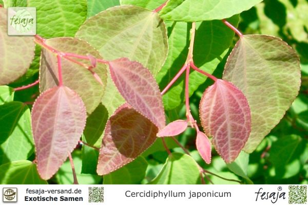 Cercidiphyllum japonicum
