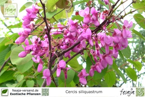 Cercis siliquastrum Pflanzen