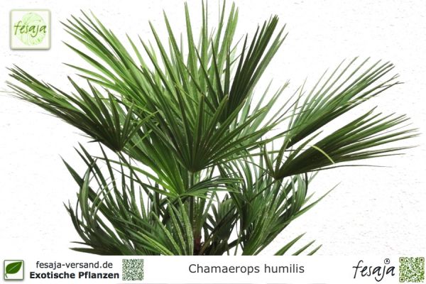 Chamaerops humilis Pflanzen