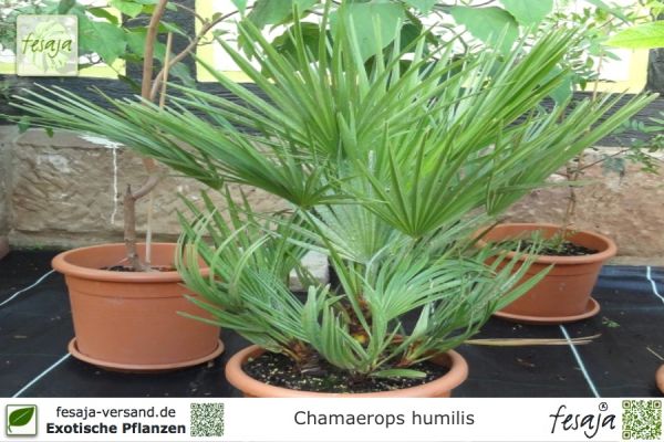 Chamaerops humilis Pflanzen