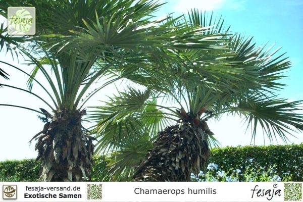Chamaerops humilis