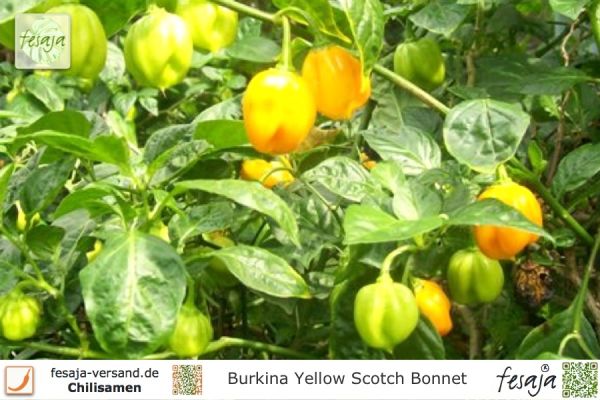 Burkina Yellow Scotch Bonnet