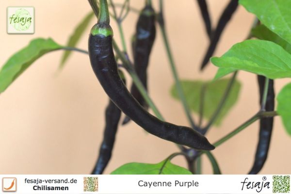 Cayenne Purple