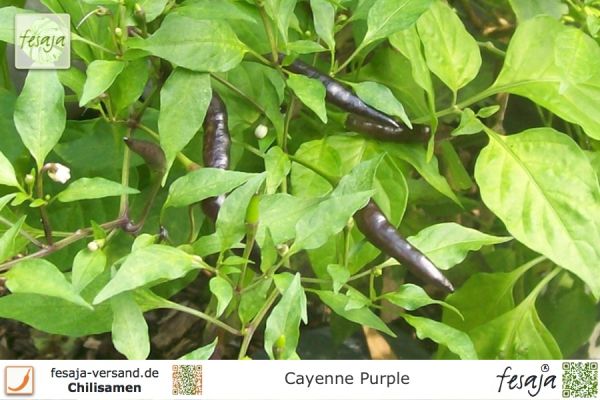 Cayenne Purple