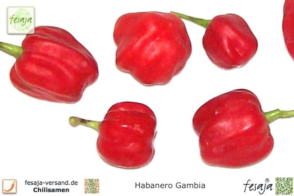 Habanero Gambia
