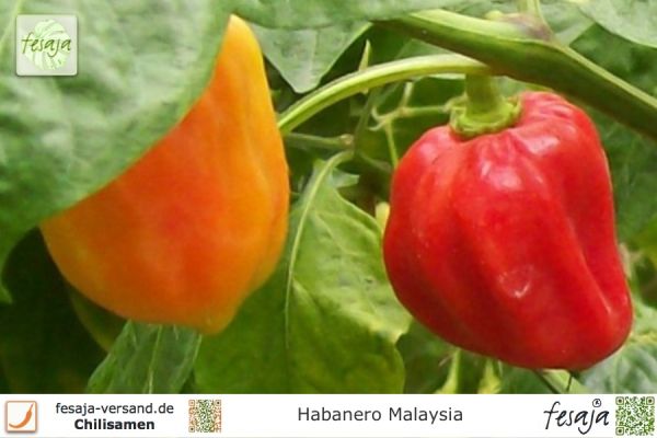 Habanero Malaysia