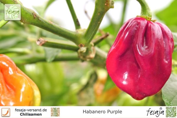 Habanero Purple