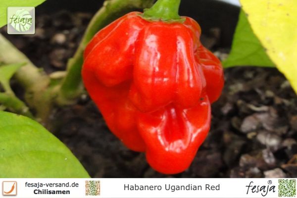 Habanero Ugandian Red