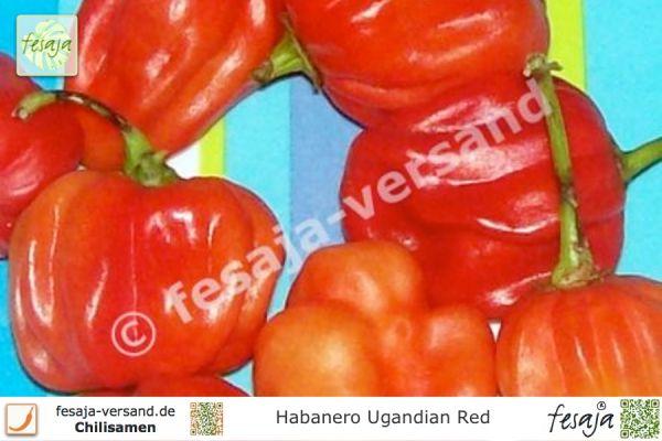 Habanero Ugandian Red