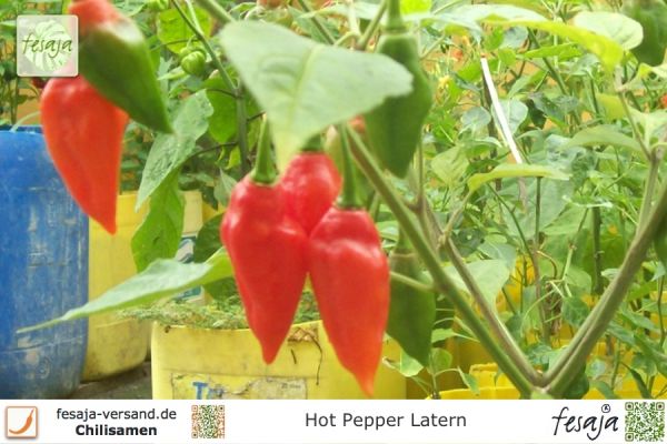 Hot Pepper Latern