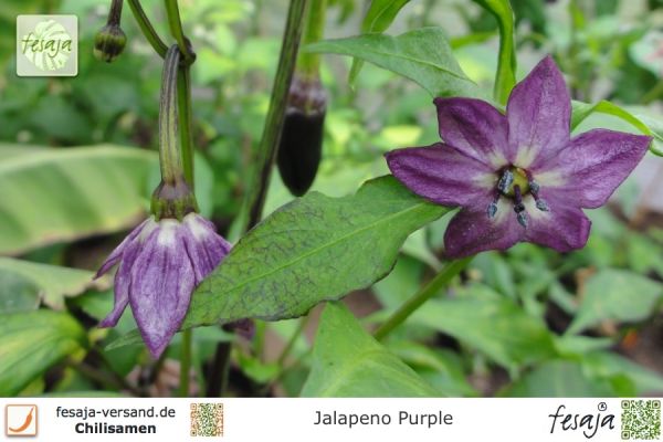 Jalapeno Purple