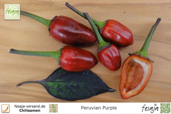 Chili Peruvian Purple