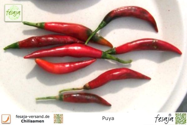 Chili Puya