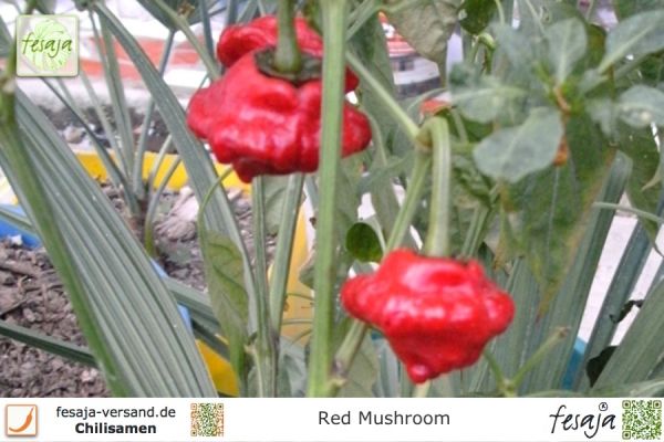Chili Red Mushroom
