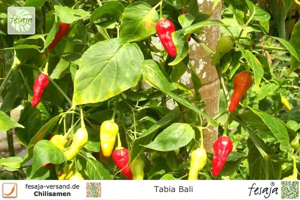 Chili Tabia Bali