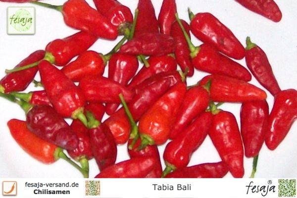 Chili Tabia Bali