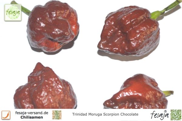 Chili Trinidad Moruga Scorpion Chocolate