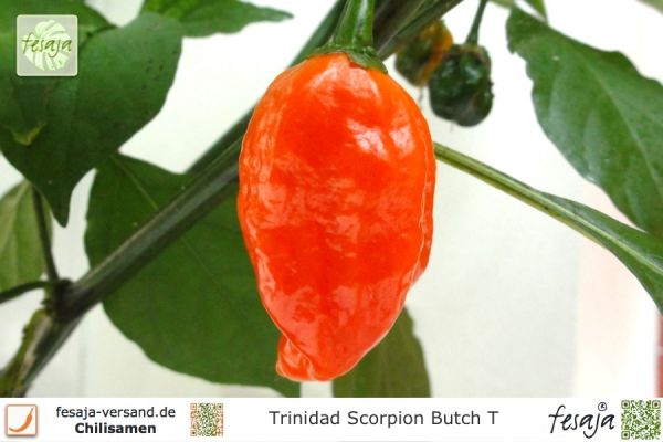Chili Trinidad Scorpion Butch T