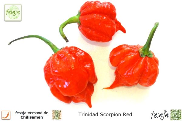 Chili Trinidad Scorpion