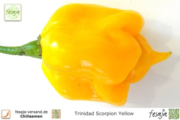 Chili Trinidad Scorpion Yellow