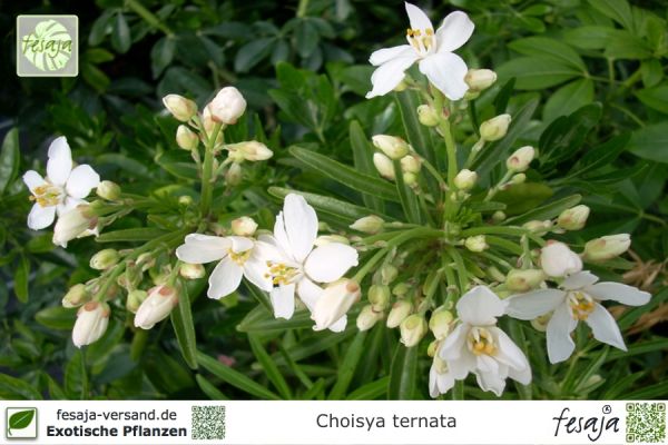 Choisya ternata Pflanzen
