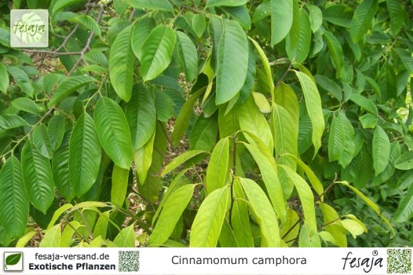 Cinnamomum camphora Pflanzen