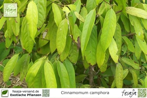 Cinnamomum camphora Pflanzen