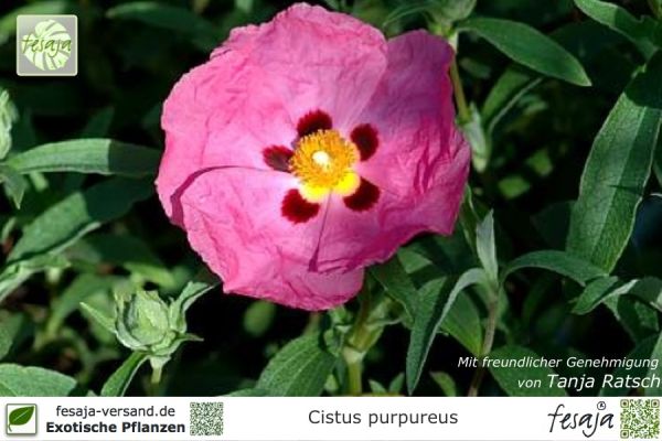 Cistus purpureus Pflanzen